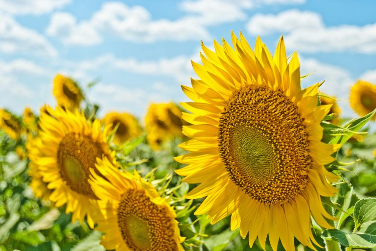 Newsletter: Spring/Summer 2025